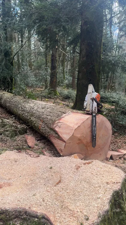 Abattage d’un arbre en pleine forêt