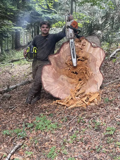 Bûcheron LBB BOIS devant un tronc de très gros diamètre
