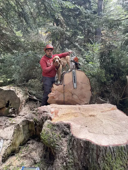 Bûcheron au travail sur un tronc en forêt