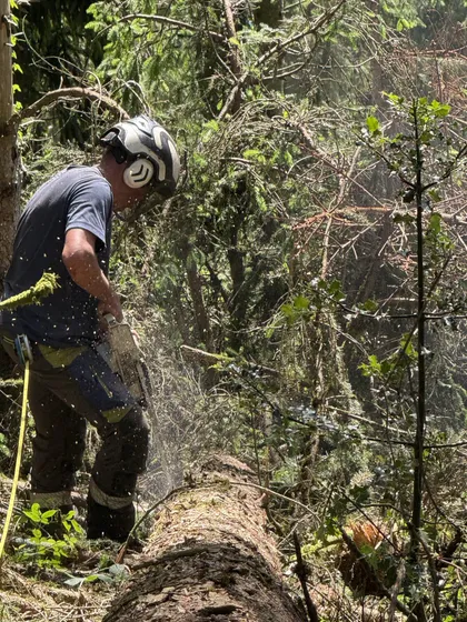 Élagueur de LBB BOIS harnaché sur un arbre