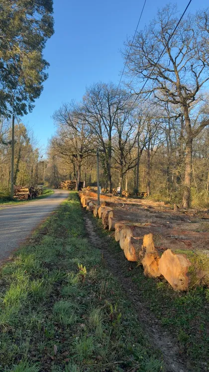 Grumes de bois alignées en bord de chemin après débardage